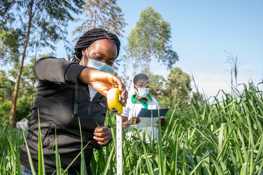 Dennis Nyongesa and his wife have boosted milk yield and income since using new grass varieties introduced by the Grass to Cash project together with KALRO, Send a Cow and Advantage Crops