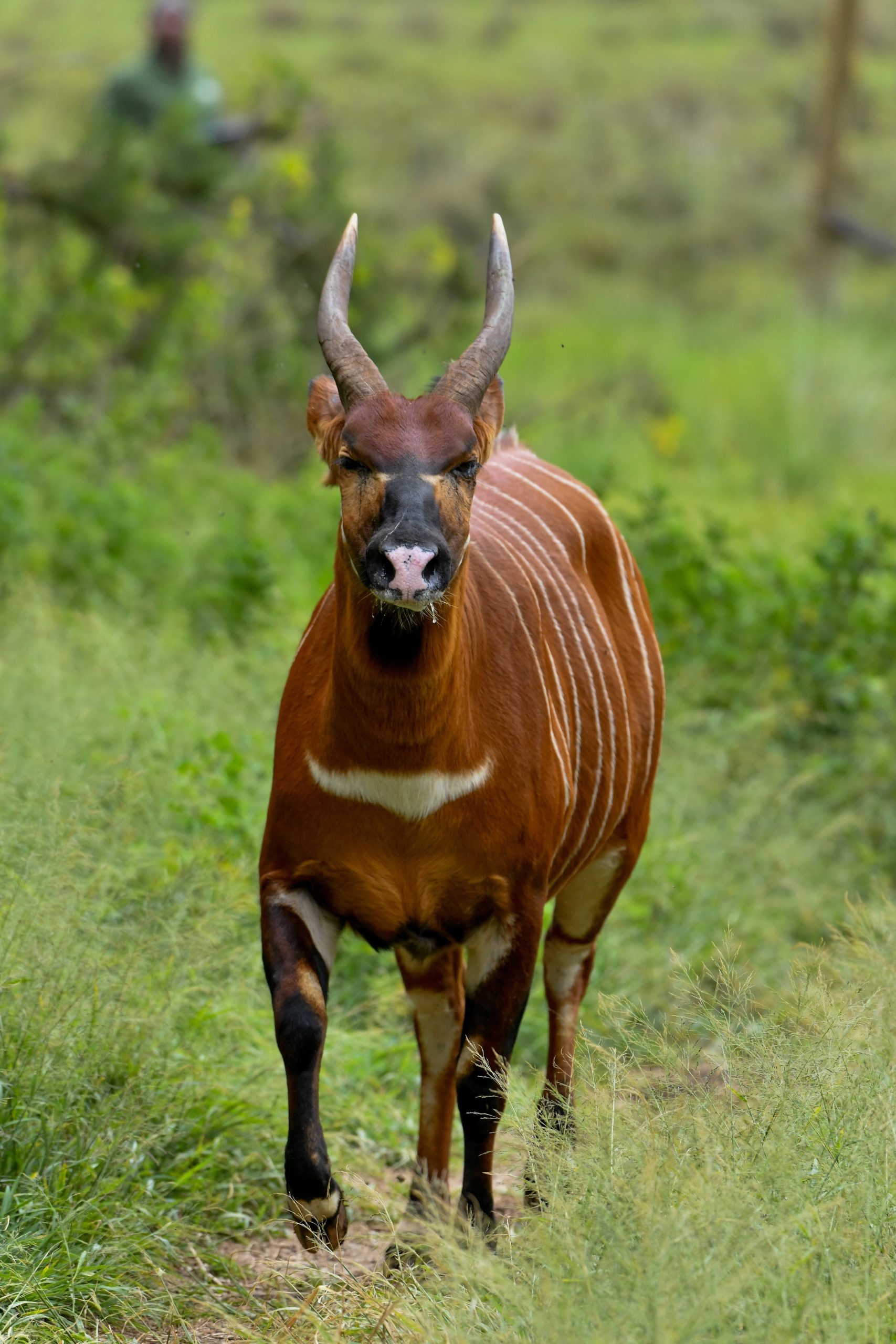 5 more Mountain Bongos released to the wild in Bongo breeding and rewilding program