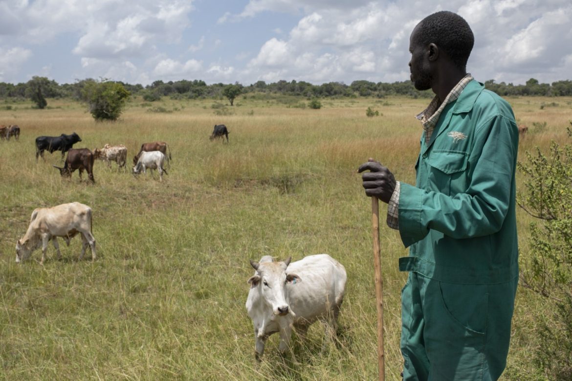 The conservancy’s innovative livestock projects have generated over KES40 million for residents through the sale of more than700 cattle, alleviating pressure on communal lands and ensuring the continuity of traditional pastoralist lifestyles.