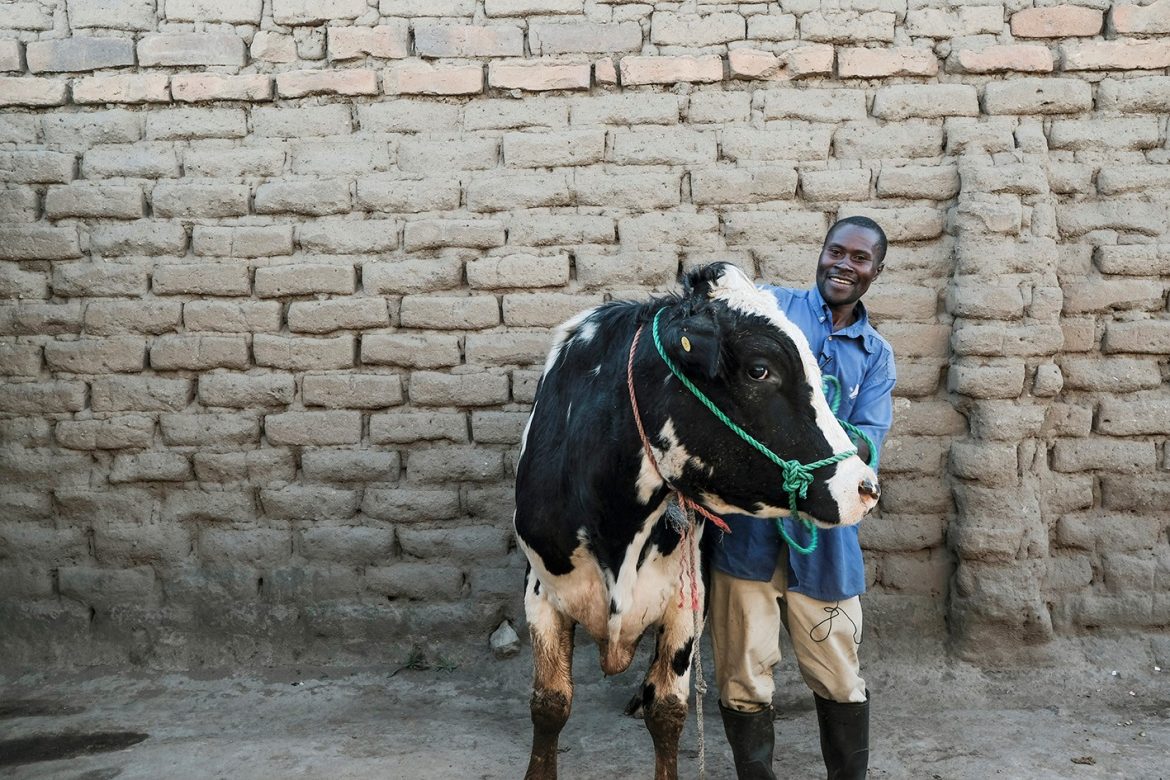 African livestock producers have a unique opportunity to improve the production of meat, milk and eggs through modern breeding technologies and innovations being tested in Africa.